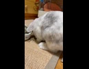 みるちゃんの捕食動画