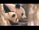 PandapiaLive_2026_2_5