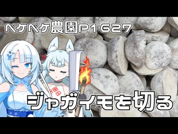 2026年2月5日　農作業日誌P1627　ジャガイモ植える前にジャガイモを切ってます