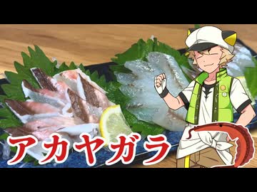 アカヤガラを食べる虎太郎