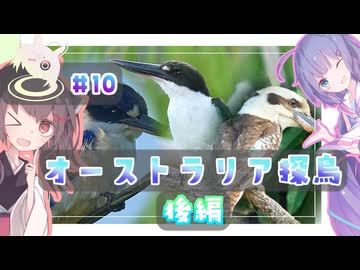 きりたんちょう #10 オーストラリア探鳥・後編 【ウナきり探鳥】