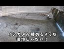 イシガメの楽園だった川が河川改修で真っ平にされました…　【琵琶湖ガサガサ探検記64】