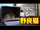 寝顔 見れて少し安心しました【野良猫】