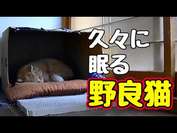 寝顔 見れて少し安心しました【野良猫】