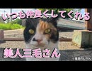 美人三毛ちゃんをもふる！