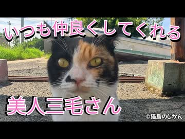 美人三毛ちゃんをもふる！