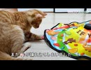 子猫ちゃん？オモチャが苦しそうにしてますよ…！