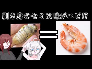 剥き身のセミなら = エビの味！？