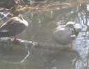 毛繕いなどをするカモ2羽 2026年2月6日