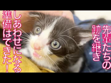 ルーキー幼猫兄妹、しあわせになる儀式を受け継ぐ