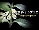 ホヤ・デシプラエ(Hoya decipulae)