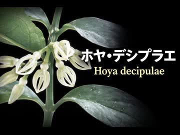 ホヤ・デシプラエ(Hoya decipulae)