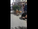 やじゅまんとみる犬人間