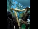 やじゅまんとみるちんぱん