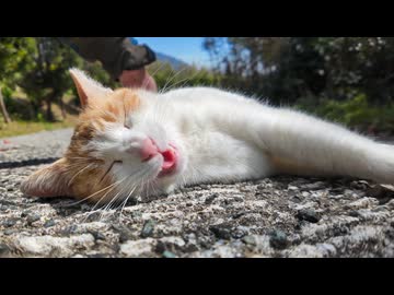 【注意】坂道の途中で猫が寝てる → 可愛すぎて通れない件