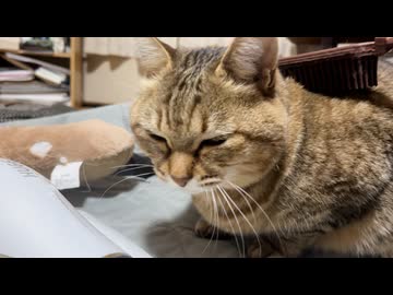【野良猫】帰って来ず