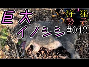 狩猟勢子動画＃042　巨大イノシシ