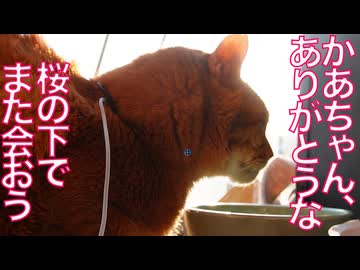 女王猫、伴侶猫の最期に寄り添う