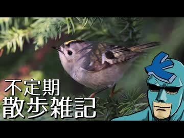 不定期散歩雑記_90 - 12月と1月の探鳥まとめ