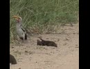 やじゅまんとみる擬態