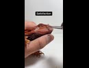やじゅまんとみる鼻