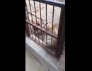 やじゅまんとみるさく
