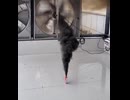 やじゅまんと見る換気扇