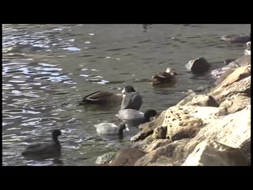 【野鳥観察】芝浦運河に集う水鳥と東京モノレール