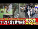 【一挙放送】2025年に収集しまくったアニマル画像２３０連発が火を吹くぜwww笑ったら寝ろwww【２ちゃバラ】