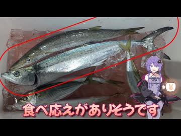 【VOICEROIDフィッシング・MIZARU＆YG.Labo】REAL AJING BATTLE参戦(｀･ω･´)ゞ