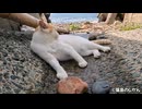 水たまりでくつろぐねこって珍しい