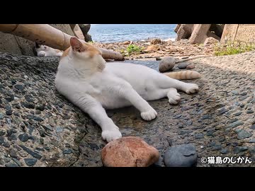 水たまりでくつろぐねこって珍しい