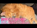 重症に倒れたボス猫、その一番の望み