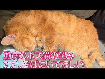 重症に倒れたボス猫、その一番の望み