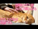 重症ボス猫、初めての皮下輸液に挑むも…