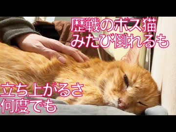 重症ボス猫、初めての皮下輸液に挑むも…