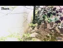 【試聴動画】thorn【オリジナル曲】
