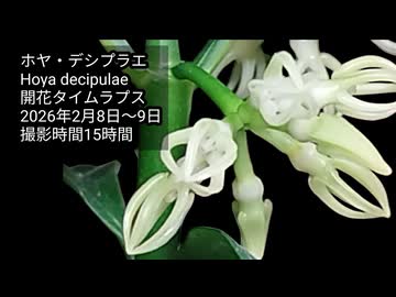 ホヤ・デシプラエ(Hoya decipulae)開花タイムラプス
