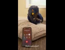 やじゅまんと見る会話