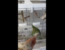 やじゅまんと見るおやつ