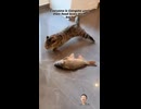 やじゅまんと見る魚