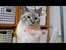 【祝！デュフィ展開催】猫のデュフィは自分の名前の由来となった画家の作品を見抜くことができるのか？【ラウル・デュフィ展―絵画とテキスタイル・デザイン―開催記念！】