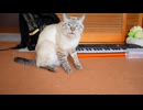 飼い主の代わりに丸一日猫のお世話をしてみた