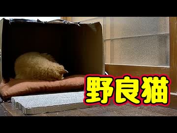 昨日の動画の続きです【野良猫】