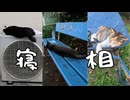 色んな寝相の猫たち