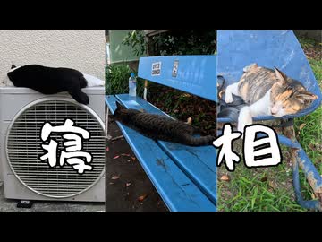 色んな寝相の猫たち