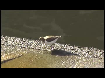 【野鳥観察】東京モノレールの桁下に居た「イソシギ」