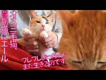 病弱オス三毛猫、闘病のボス猫に熱いエールを送る