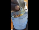 やじゅまんと見るにせ