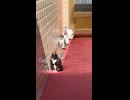 やじゅまんと見る充電